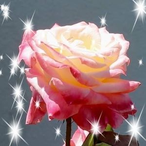 Meet your Posher, Marilyn